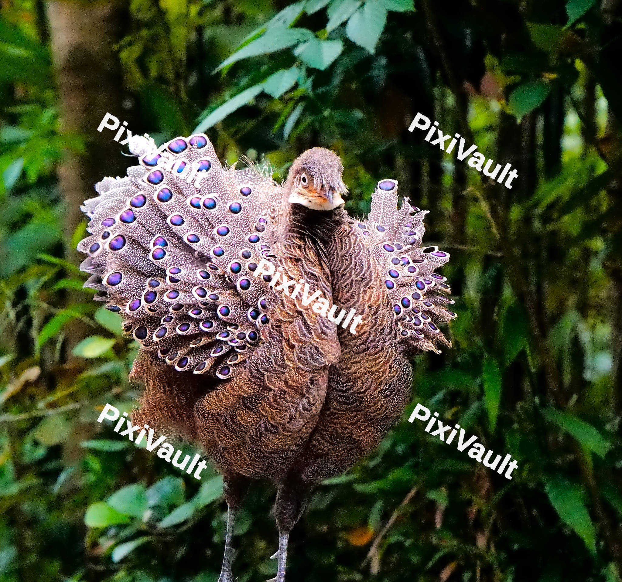 Grey Peacock-pheasant